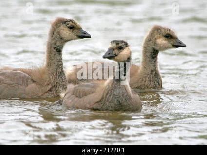 Vista ravvicinata delle cackling di oca canadese che riposano nell'habitat della tundra presso il Yukon Delta National Wildlife Refuge, Alaska. Foto Stock