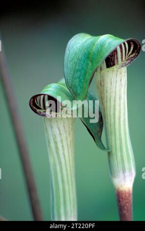 Jack-in-the-pulpit, una pianta verde in fiore, si trova spesso in pavimenti boschivi umidi e ombreggiati. La sua struttura floreale unica, che include una spathe incappucciata, lo rende facilmente identificabile tra le altre piante autoctone. Foto Stock