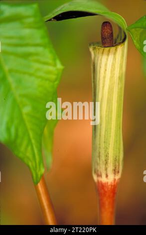 Jack-in-the-pulpit è una caratteristica pianta fiorita che si trova comunemente nelle foreste temperate. Nota per la sua varietà simile a un cappuccio, questa pianta prospera in ambienti ombreggiati e umidi e produce una struttura fiorita unica. Foto Stock