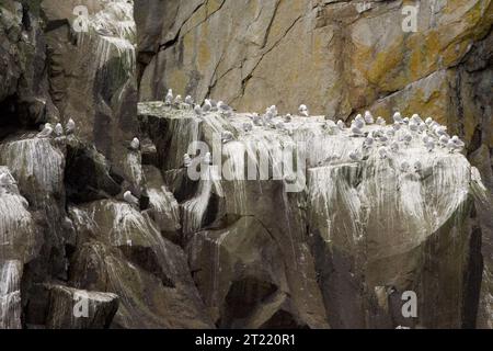 2006; , Castle Rock, isole Shumagin; Alaska Maritime National Wildlife Refuge; AMNWR; uccelli; ambienti costieri; isole; biologia; opera del rifugio; Shumagins; penisola dell'Alaska; uccelli marini; BLKI. Soggetti: Uccelli; uccelli marini; ambienti costieri; scogliere; lavoro del servizio. Località: Alaska. Fish and Wildlife Service Site: RISERVA NATURALE NAZIONALE MARITTIMA DELL'ALASKA. Foto Stock