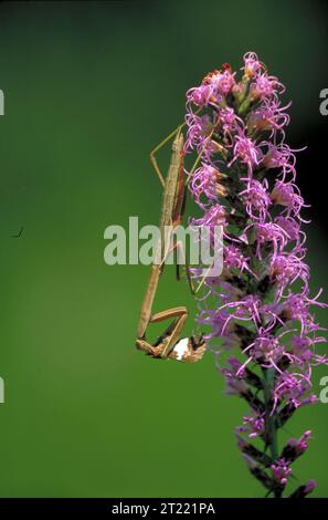 Una manna preda su un denso stelo di fiori Blazingstar viene vista con la testa verso terra, nutrendosi di una farfalla Skipper Spotted Silver. L'immagine viene visualizzata lateralmente. Foto Stock