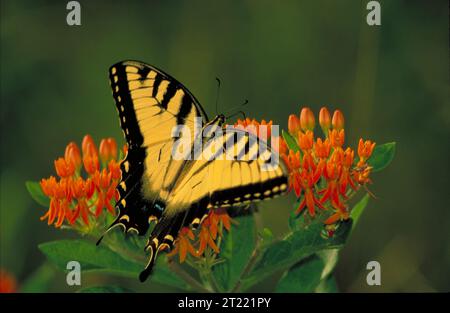 Una farfalla Tiger Swallowtail con ali gialle a strisce nere si trova su un fiore d'arancio, vista dall'alto con le ali aperte. Questa specie di farfalla fa parte della collezione degli invertebrati. Foto Stock