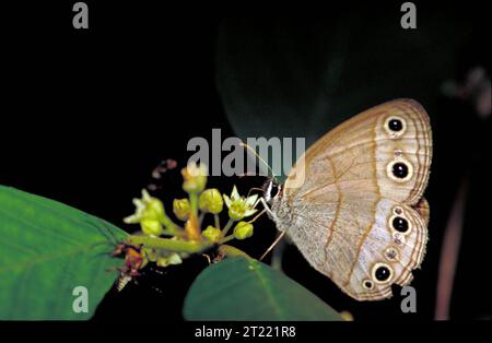 Una piccola farfalla Satyr in legno con ali abbronzate, beige e bianche, con puntini neri in cerchi bianchi, poggia su un piccolo fiore bianco. La farfalla è vista da un lato con le ali in posizione verticale. Foto Stock
