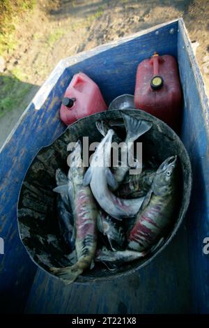 38930. Soggetti: Kanuti National Wildlife Refuge; KNWR; sussistenza; paesaggi della cultura nativa; osservazione della fauna selvatica; tundra; fiumi e ruscelli. . 1998 - 2011. Foto Stock