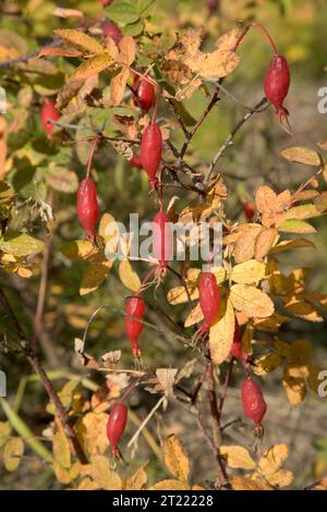 38930. Soggetti: Kanuti National Wildlife Refuge; ricreazione; turismo; paesaggi; osservazione della fauna selvatica; piante; fiumi e ruscelli; Scenics; botanica. . 1998 - 2011. Foto Stock