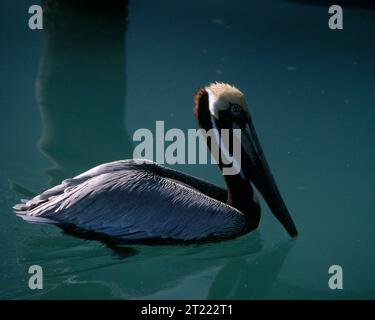 Brown Pelican galleggia sull'acqua. Soggetti: Uccelli acquatici; uccelli; uccelli migratori. Località: California. Raccolta: Birds and Bird Management. Foto Stock