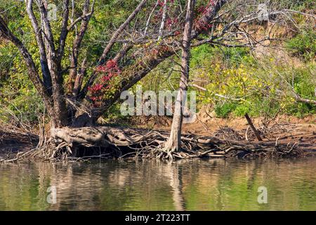 Fogliame all'inizio dell'autunno e radici di alberi esposte nella piscina invernale sul fiume Cumberland, Kentucky Foto Stock