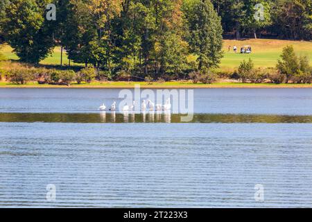 Pellicani sul fiume Cumberland in autunno Foto Stock