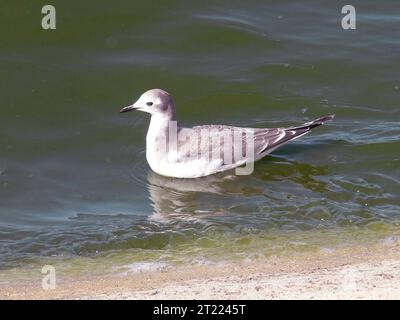Un giovane Sabine's Gull nuota attraverso l'acqua. Questo uccello migratorio si trova spesso nelle regioni costiere ed è noto per il suo caratteristico piumaggio bianco e nero durante il suo stadio giovanile. Foto Stock