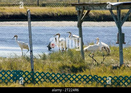 Impianto di reintroduzione con gru a perlustrazione presso il Chassahowitzka National Wildlife Refuge in Florida. Soggetti: Uccelli; popolazione sperimentale, non essenziale. Località: Florida. Fish and Wildlife Service Site: RISERVA NATURALE NAZIONALE CHASSAHOWITZKA. . 1998 - 2011. Foto Stock