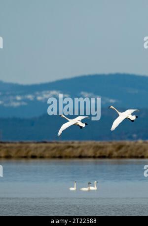 I cigni della tundra sorvolano la riserva naturale nazionale di Lower Klamath. Soggetti: Uccelli acquatici; riserve naturali; uccelli. Località: California. Fish and Wildlife Service Site: RISERVA NATURALE NAZIONALE DEL LOWER KLAMATH. Foto Stock