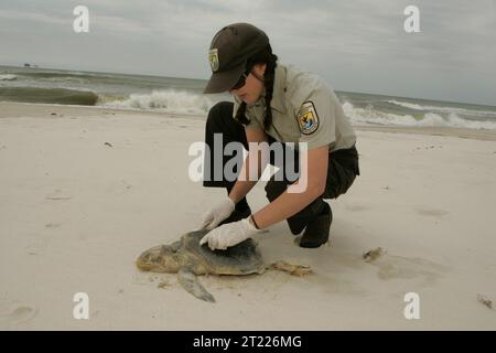 Un dipendente del Bon Secour National Wildlife Refuge esamina la tartaruga marina Ridley di Kemp deceduta (specie minacciata). Soggetti: Adulti; animali acquatici; ambienti acquatici; biologi (USFWS); ambienti costieri; emblemi; dipendenti (USFWS); anfibi; specie minacciate di estinzione. Ubicazione: Alabama. Fish and Wildlife Service Site: RISERVA NATURALE NAZIONALE DI BON SECOUR. Foto Stock