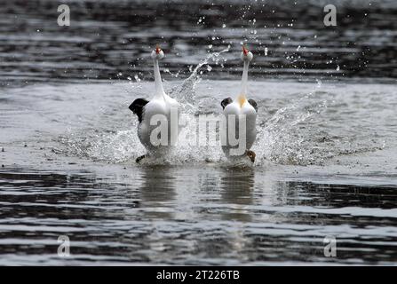 Un paio di Grebes di Clark esibiscono il loro rituale di corteggiamento noto come "Rushing" o "Danza delle piante infestanti". Soggetti: Uccelli migratori. Foto Stock