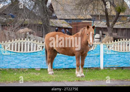 Vita di campagna. Gli uccelli si siedono sul dorso di un cavallo e tirano fuori i capelli per costruire un nido. Foto Stock