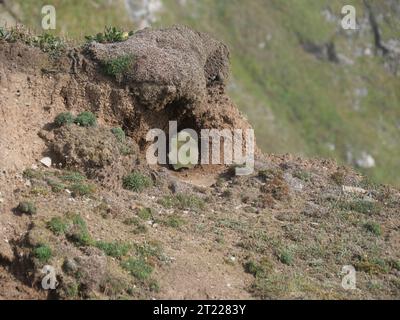 Formazione rocciosa ad anello sulla scogliera a Bedruthan Steps in Cornovaglia, Inghilterra Foto Stock