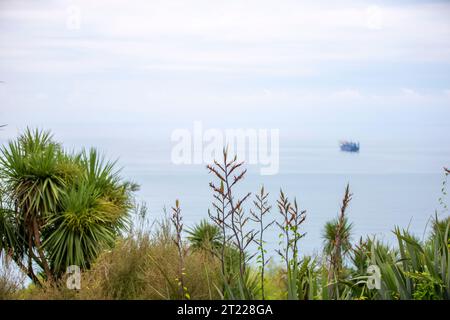 Piante verdi del Giardino Botanico Batumi sullo sfondo del Mar Nero. Foto Stock