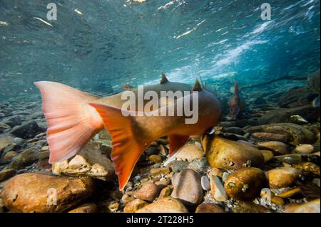Le trote toro minacciate migrano attraverso Bighorn Creek nel drenaggio del fiume Wigwam, attraversando il confine tra Stati Uniti e Canada tra il lago Koocanusa e il sistema fluviale Kootenai. Foto Stock