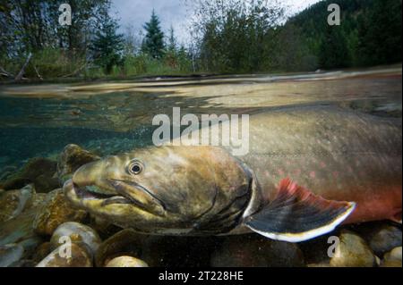 Le trote di toro minacciate migrano attraverso Bighorn Creek nel drenaggio del fiume Wigwam, nella Columbia Britannica, completando il loro ciclo di riproduzione internazionale tra Canada e Montana. Foto Stock