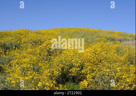 Un campo di boscaglia in fiore si estende attraverso il deserto di Sonora al Cabeza Prieta National Wildlife Refuge in Arizona. Foto Stock