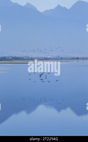 Il Ninepipe National Wildlife Refuge si trova nella Mission Valley del Montana nordoccidentale, all'interno dei confini della riserva indiana Flathead. Si trova circa 5 miglia a sud di Ronan e 50 miglia a nord di Missoula. Lo scopo principale del rifugio è quello di. Soggetti: Rifugi faunistici; uccelli acquatici. Località: Montana. Fish and Wildlife Service Site: RISERVA NATURALE NAZIONALE NINE-PIPE. . 1998 - 2011. Foto Stock