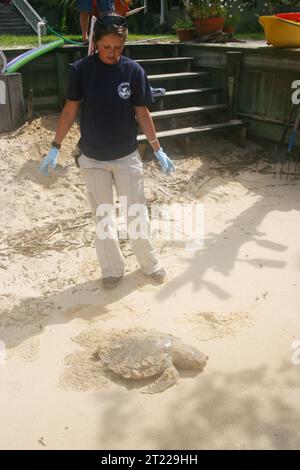 Meredith Wilson, volontaria del U.S. Fish & Wildlife Service, che risponde a una tartaruga di Kemp's Ridley Sea, che è stata chiamata sulla linea telefonica di emergenza per lo sbarco delle tartarughe da un residente locale vicino al Bon Secour National Wildlife Refuge in Alabama. Soggetti: Fuoriuscita di olio Deepwater Horizon; fuoriuscite di petrolio; specie minacciate di estinzione; rettili; volontari. Ubicazione: Alabama. Fish and Wildlife Service Site: RISERVA NATURALE NAZIONALE DI BON SECOUR. Foto Stock