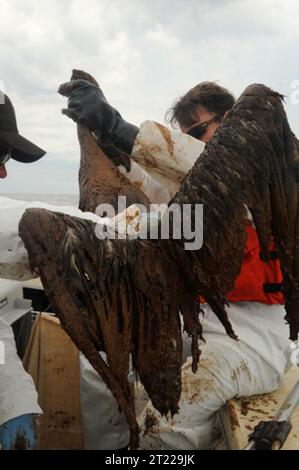 JEFFERSON PARISH, la. – Jeff Phillips, Environmental Contaminants Coordinator for the U.S. Fish and Wildlife Service, salva un Brown Pelican dalla Barataria Bay a Grand Isle, Los Angeles, 4 giugno 2010. I servizi statali e federali per la flora e la fauna selvatiche hanno attirato approssimativamente Soggetti: Fuoriuscita di olio Deepwater Horizon; dipendenti (USFWS); fuoriuscite di petrolio; uccelli. Località: Louisiana. Foto Stock