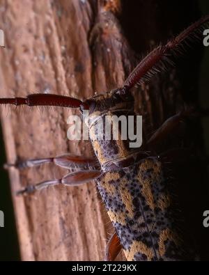 Immagini macro ravvicinate estreme di insetti Foto Stock