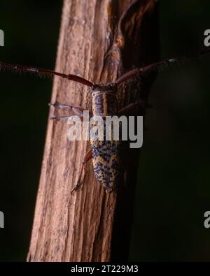 Immagini macro ravvicinate estreme di insetti Foto Stock