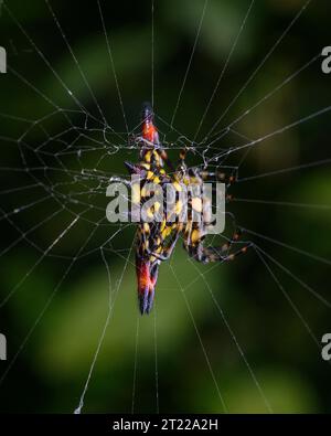 spider extreme close up Foto Stock