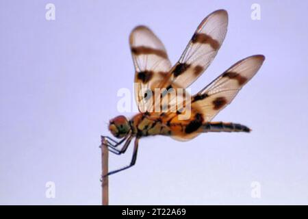Una libellula Pennant di Halloween riposa al John Heinz National Wildlife Refuge a Tinicum in Pennsylvania, un'area che supporta diverse specie di insetti e habitat delle zone umide. Foto Stock