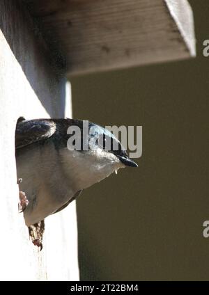 Un albero deglutire (Tachycineta bicolor) arroccato in una scatola di nido ad Anchorage, Alaska. Le rondini degli alberi sono note per la loro dieta da insettivore aereo e sono comuni nelle foreste nordamericane durante la stagione riproduttiva. Foto Stock