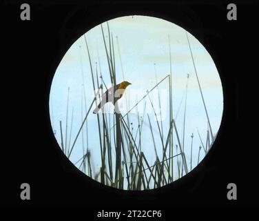 Un Blackbird a testa gialla catturato da Finley e Bohlman nel lago Malheur nel 1908. Il lavoro di Finley e Bohlman nel lavoro di Malheur in seguito aiutò Malheur a diventare un rifugio per uccelli nel 1908. Soggetti: Storia; uccelli; uccelli migratori; fotografia; rifugi faunistici. Località: Oregon. Fish and Wildlife Service Site: RISERVA NATURALE NAZIONALE DI MALHEUR. Raccolta: Uccelli e gestione degli uccelli; fauna selvatica e specie minacciate di estinzione; riserve naturali. Foto Stock