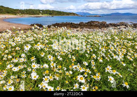 Sea Mayweed (Tripleurospermum maritimum) cresce su una spiaggia sulla penisola di Kintyre, Scozia, Regno Unito Foto Stock