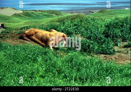 I trichechi sono grandi mammiferi marini che si trovano nelle regioni artiche. Sono caratterizzate da lunghe zanne, baffi e pelli spesse. I trichechi sono spesso visti trasportarsi su banchi di ghiaccio o spiagge per riposarsi, e si nutrono principalmente di invertebrati bentonici. Foto Stock