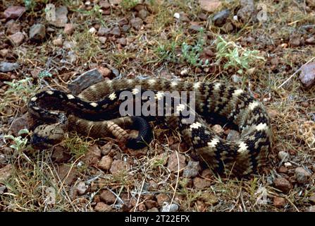 Un serpente a sonagli dalla coda nera è avvolto su un terreno roccioso circondato dall'erba nel New Mexico, mostrando le sue distintive scale e sonaglino. Foto Stock