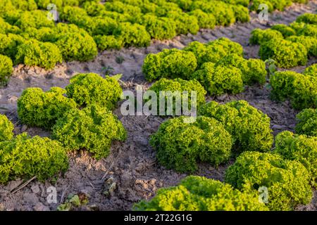 File di insenature verdi su un campo agricolo prima della raccolta in autunno Foto Stock