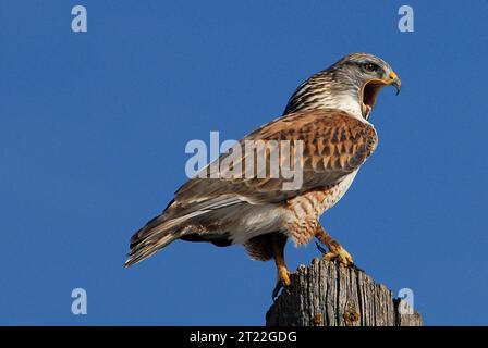 Un falco ferruginoso poggia su un ramo d'albero, mostrando le sue ampie ali e il piumaggio pallido. Questo grande rapace abita le praterie aperte e i deserti del Nord America. Foto Stock