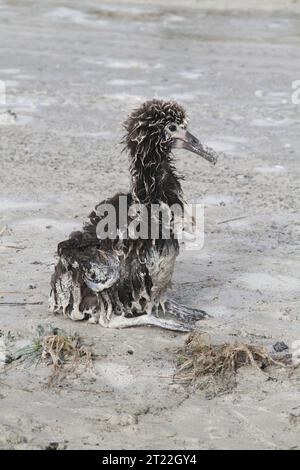 Immagine ravvicinata di una tipa di albatro Laysan sopravvissuta mentre veniva lavata durante uno tsunami generato da un potente terremoto al largo della costa del Giappone, ha colpito il rifugio alle 23:36 di giovedì 10 marzo e ha continuato per le ore successive. Il 15 marzo. Soggetti: Isole; rifugi faunistici; impatti faunistici; uccelli; ambienti costieri; uccelli marini; impatti atmosferici. Località: Isole del Pacifico. Fish and Wildlife Service Site: RISERVA NATURALE NAZIONALE DELL'ATOLLO MIDWAY. Foto Stock