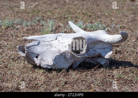 Un teschio bianco essiccato con corna e occhielli vuoti nell'erba. teschio di mucca steso a terra contro l'erba. Struttura ossea. Morte di a Foto Stock