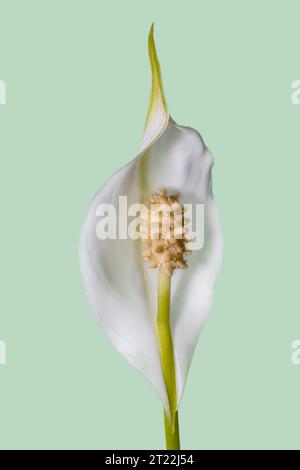 Spathiphyllum fiore in primo piano. Fiore bianco con un grande pistillo isolato su uno sfondo sfocato. Foto Stock