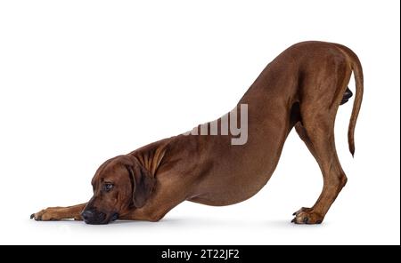 Bel cane rodesiano Ridgeback maschio, in posa per yoga. Guardare lontano dalla fotocamera. Isolato su sfondo bianco. Foto Stock