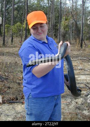 Serpente indaco orientale minacciato (Drymarchon corais couperi). Creatore: Pattavina, Pete. Nota descrittiva: Erin Clark, biologo dell'USFWS, tiene un serpente indaco orientale minacciato prigioniero a ft. Stewart, Georgia. Drymarchon corais couperi. Soggetti: Serpente indaco orientale; ft. Stewart Military base; Georgia; Coastal Environments Plain Physiographic Province; Drymarchon corais couperi; habitat di colline sabbiose; indagini; specie minacciate di estinzione; specie minacciate specie; rettili. Foto Stock