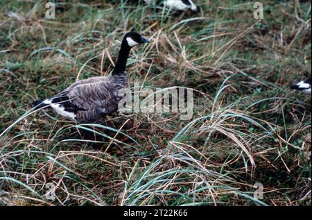 Una vista ravvicinata di un'oca canadese, una specie più piccola di oca trovata in Nord America. Queste oche sono note per i loro modelli migratori e possono essere avvistate negli habitat delle zone umide durante i mesi invernali mentre viaggiano verso i loro terreni di alimentazione meridionali. Foto Stock