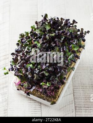 Succosa e matura di micro-ravanello verde su sfondo di legno bianco. Foto Stock