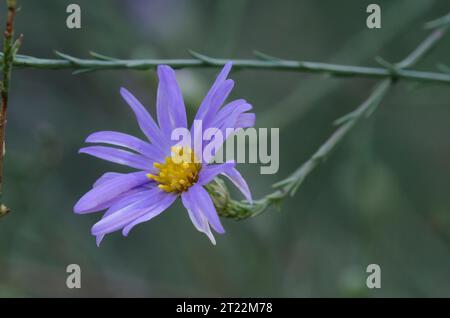 Aster, Symphyotrichum sp. Foto Stock