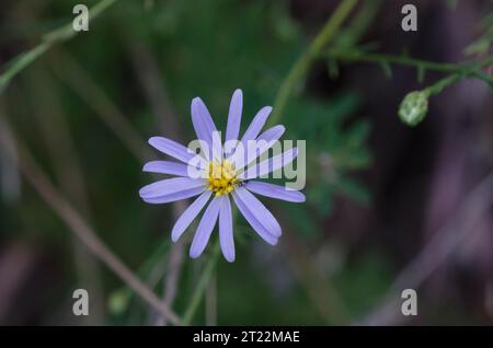 Aster, Symphyotrichum sp. Foto Stock