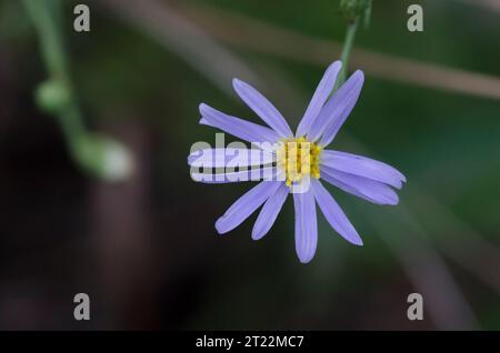 Aster, Symphyotrichum sp. Foto Stock