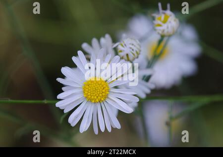 Aster, Symphyotrichum sp. Foto Stock