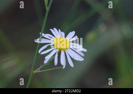 Aster, Symphyotrichum sp. Foto Stock