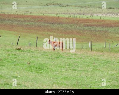 Un giovane bovino delle Highland ancora senza corna e con un mantello marrone e argilloso si trova su un pascolo verde a Bodmin Moor in Inghilterra Foto Stock